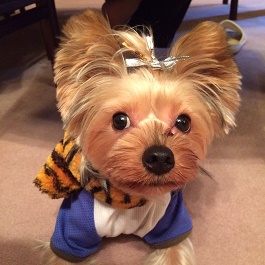 �����g���@�i���[�N�V���e���A �j